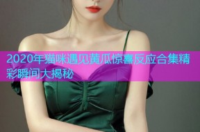 2020年猫咪遇见黄瓜惊喜反应合集精彩瞬间大揭秘
