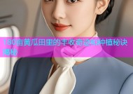 180亩黄瓜田里的丰收奇迹和种植秘诀揭秘