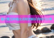 亳州黄瓜种植全流程详解实用技巧分享