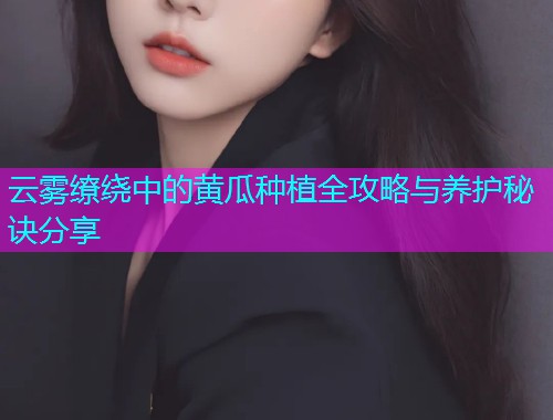 云雾缭绕中的黄瓜种植全攻略与养护秘诀分享  第1张