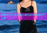刺黄瓜生长全过程记录与实用种植技巧分享