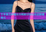 冬季黄瓜种植全攻略教你轻松收获鲜嫩黄瓜