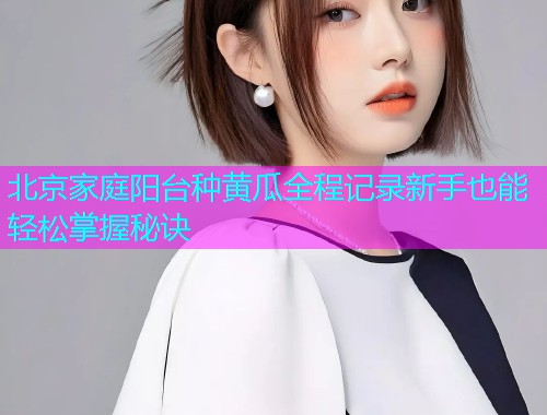 北京家庭阳台种黄瓜全程记录新手也能轻松掌握秘诀  第1张